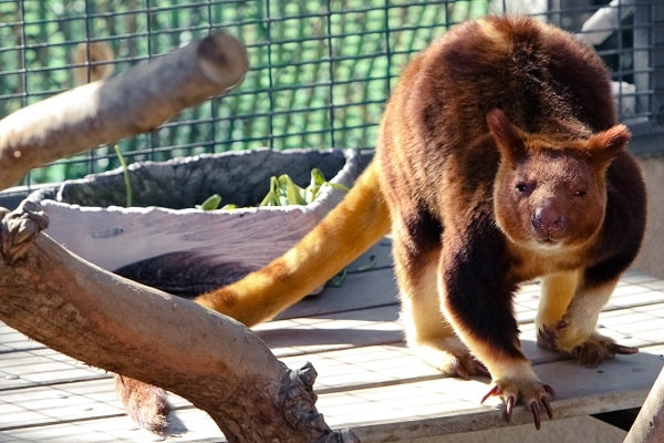 Zoo and Wildlife Parks